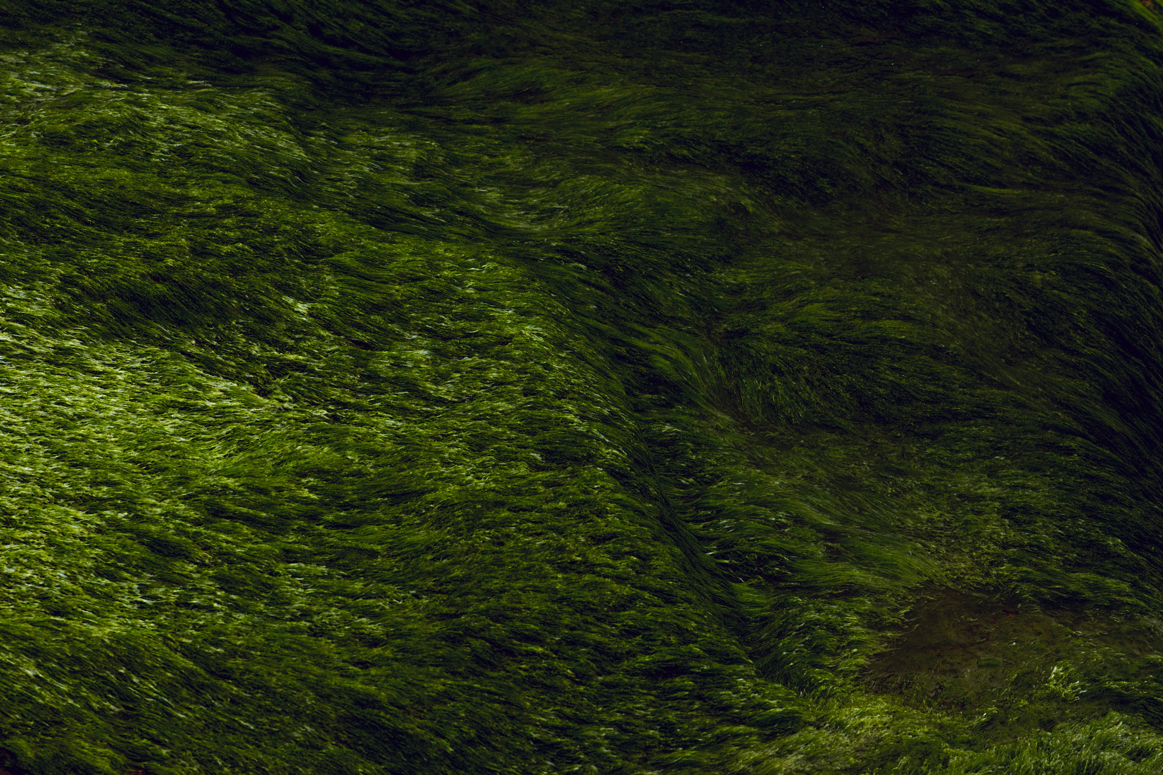 green grass field during daytime